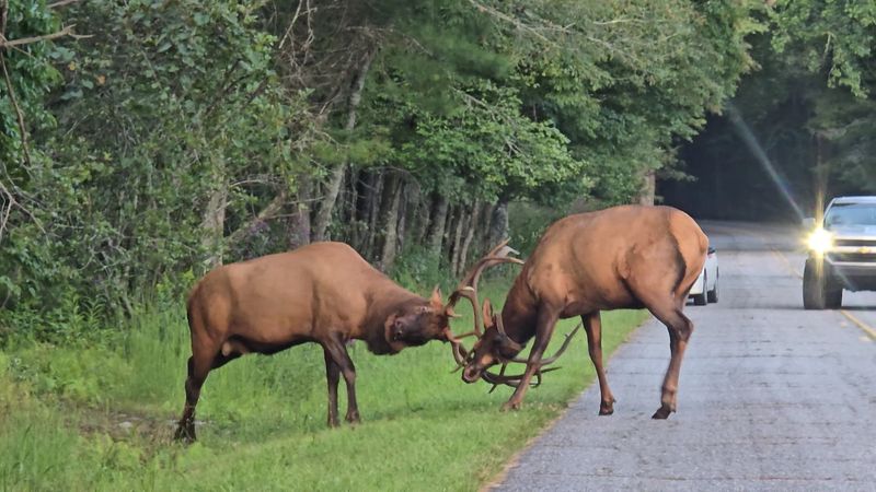 Cataloochee Valley