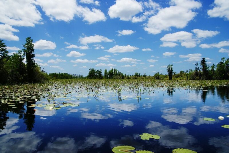 Okefenokee Swamp, Folkston, Charlton County