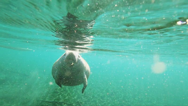 Manatee Springs State Park