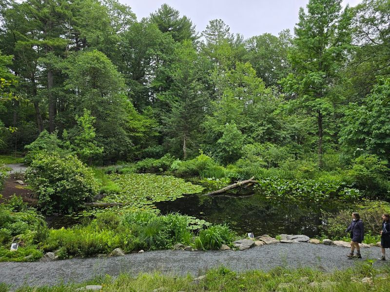 The Pond and Its Regulars