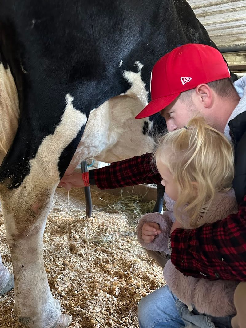 Milking a Real Dairy Cow