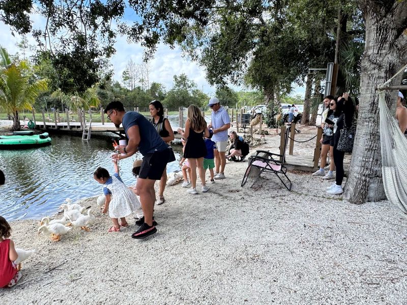 Tranquil Duck Pond Experience