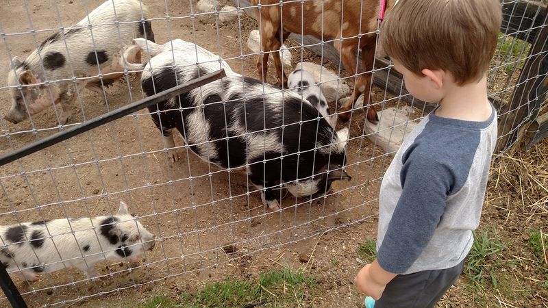 A Farm That Feels Much Bigger Than a Quick Stop