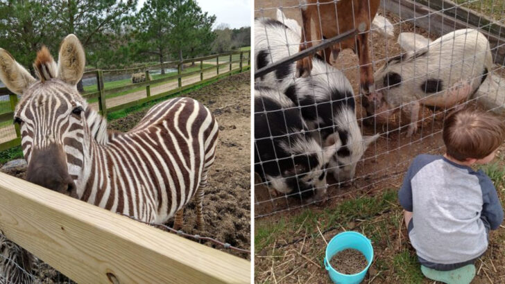 Camels, Zebras and Donkeys Roam a 50-Acre Petting Farm Hiding in North Carolina Cattle Country
