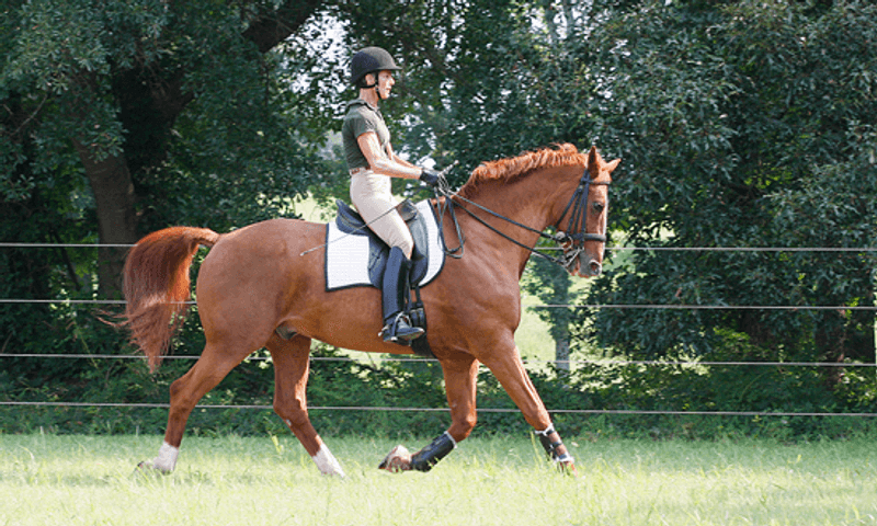 High Point Farm Stables, North Georgia