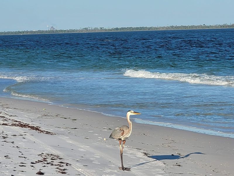 Wildlife Encounters