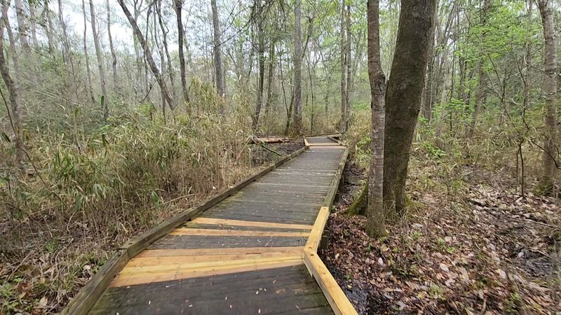 Dismal Swamp State Park