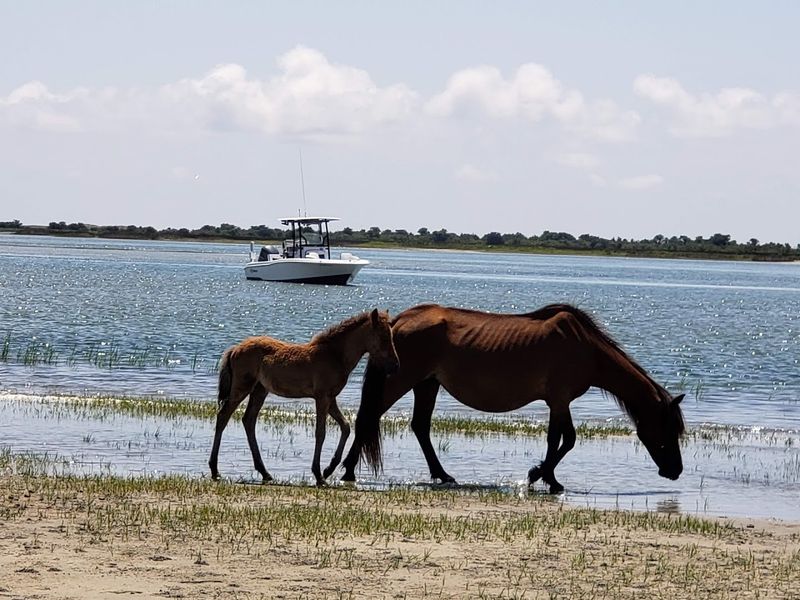 Shackleford Banks