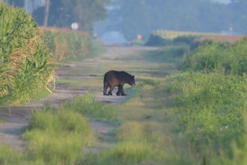Pocosin Lakes National Wildlife Refuge