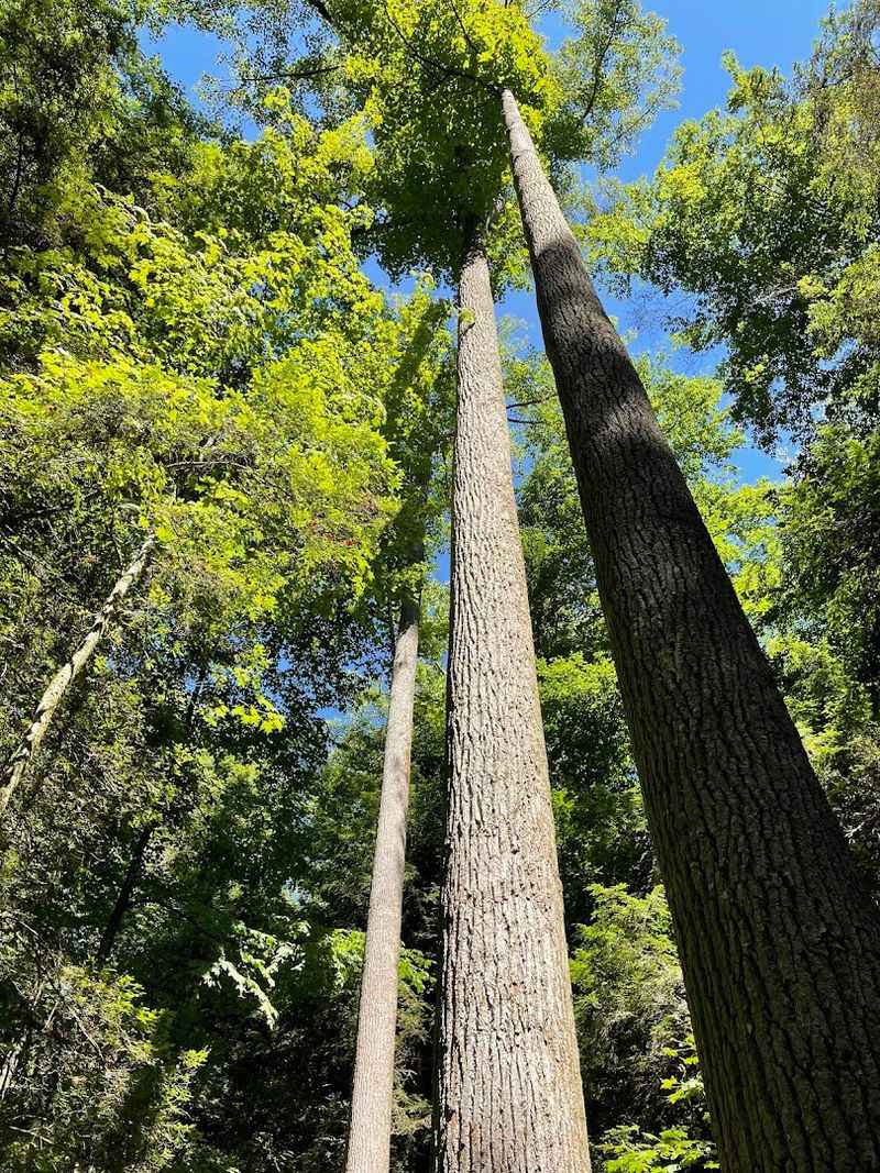 Conkle's Hollow State Nature Preserve, Hocking County