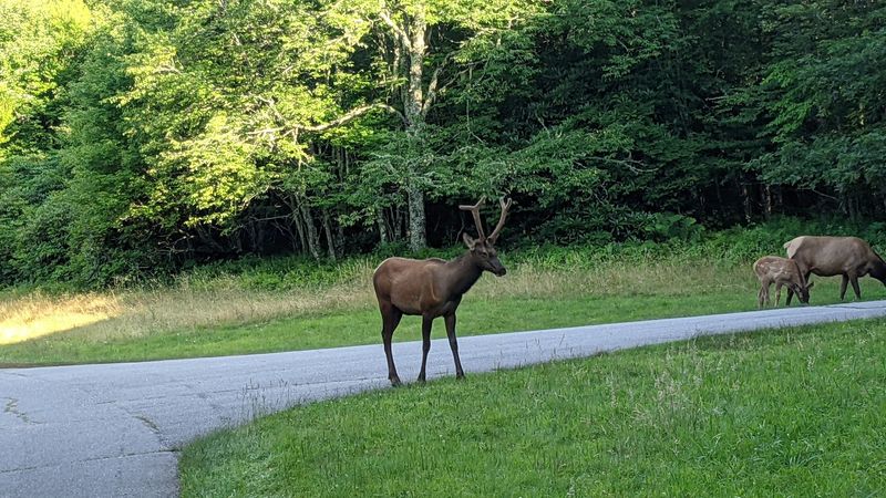 Balsam Mountain Road