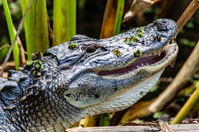 Corkscrew Swamp Sanctuary Boardwalk (Naples)