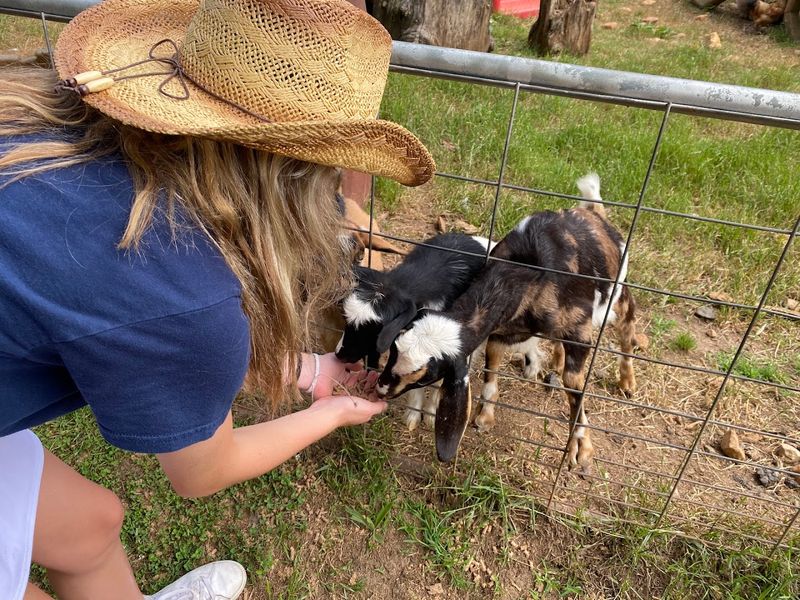 North Georgia Zoos and Petting Farms