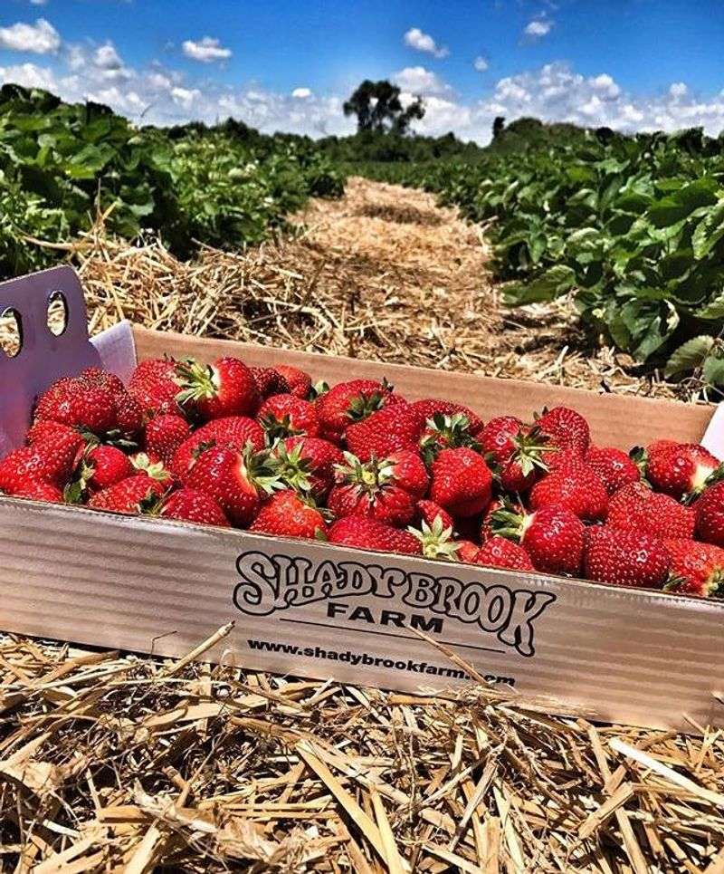Shady Brook Farm (Yardley, PA)