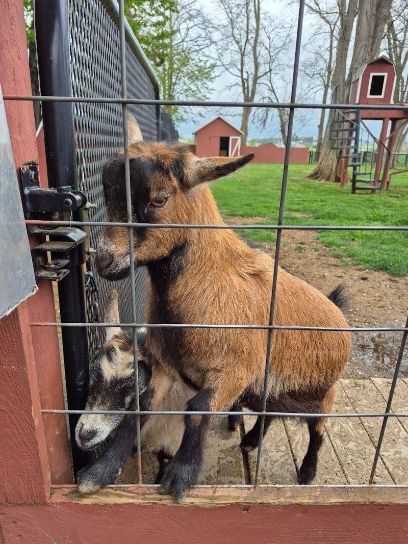 Pygmy Goat Petting Zoo