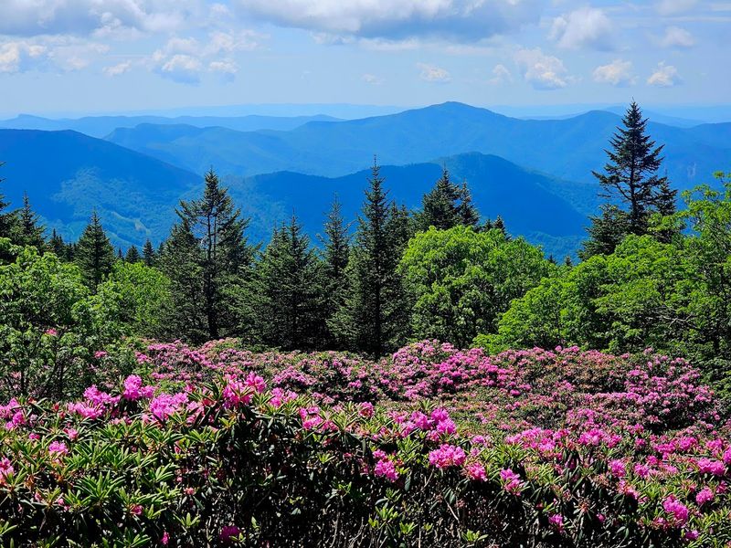 Roan Mountain Rhododendron Gardens