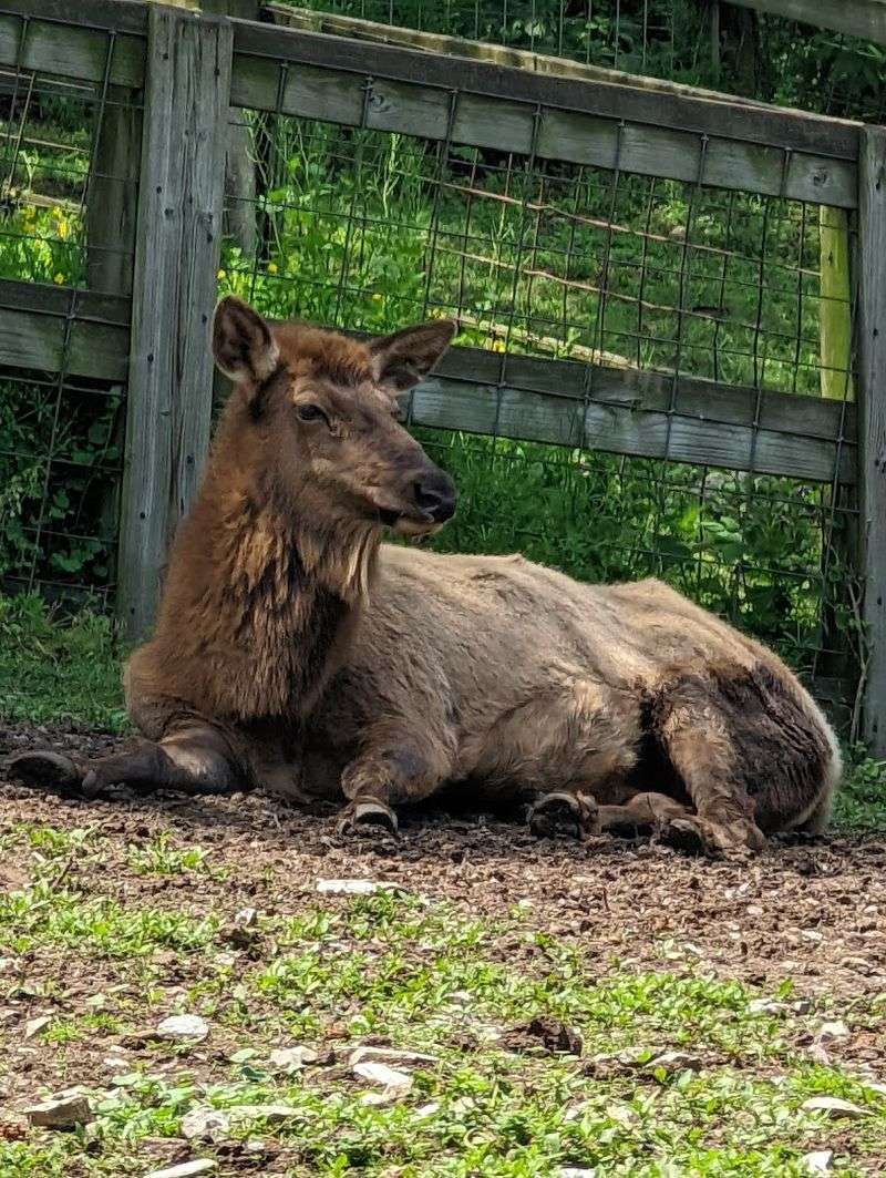 ZooAmerica North American Wildlife Park &ndash; Hershey