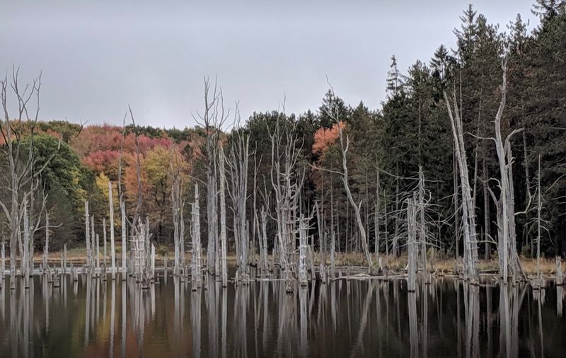 Moshannon State Forest