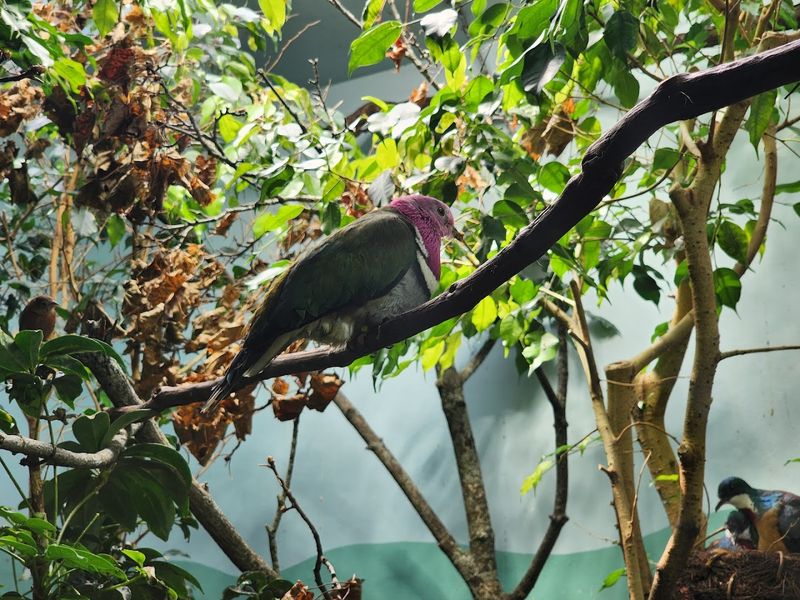 Stepping Into the Aviary's Warm Air