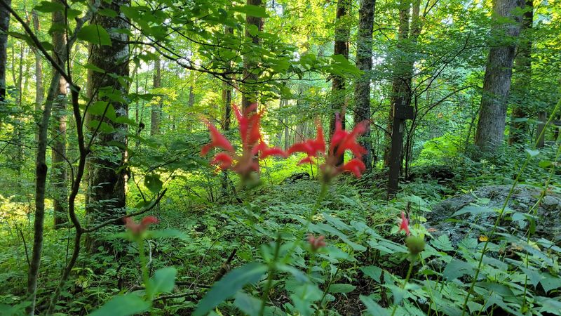 Sosebee Cove Scenic Area Trail 