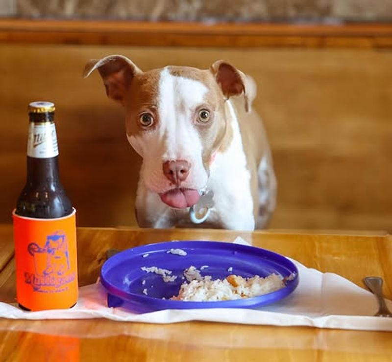 A Surprisingly Great Stop for Dogs