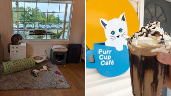 Coffee, Cats, and Calm Energy Make This North Carolina Caf&eacute; Hard To Leave