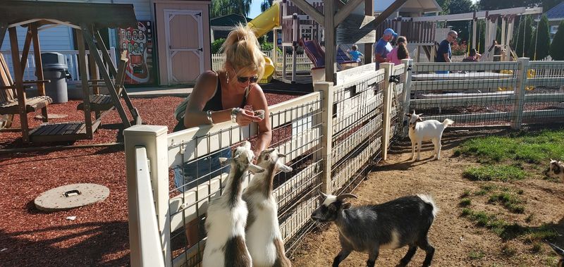 Farm Animals and Free Entertainment for Kids