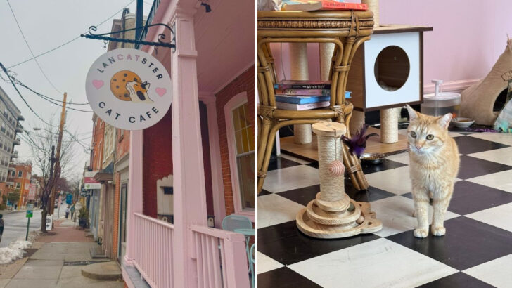 Coffee and Cat Culture Come Together in Lancaster, Pennsylvania at a Well-Loved Local Spot