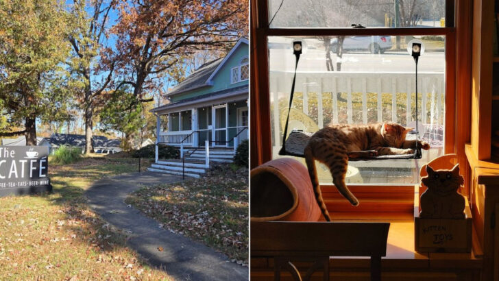 Coffee and Cats Come Together at This Cozy Georgia Caf&eacute; Made for Slow, Relaxing Visits