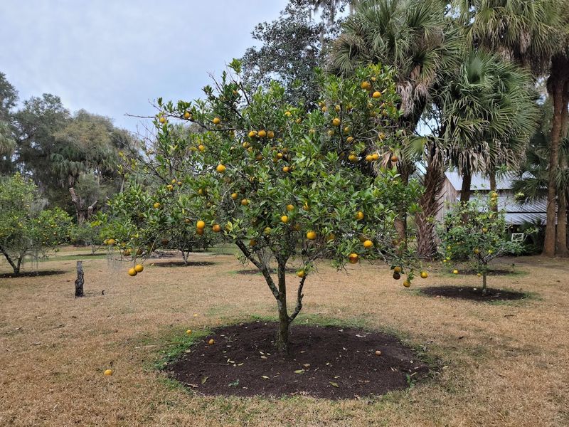 Fragrant Orange Groves Bursting With Free Fruit