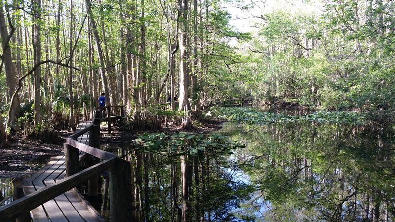 Highlands Hammock State Park – Sebring