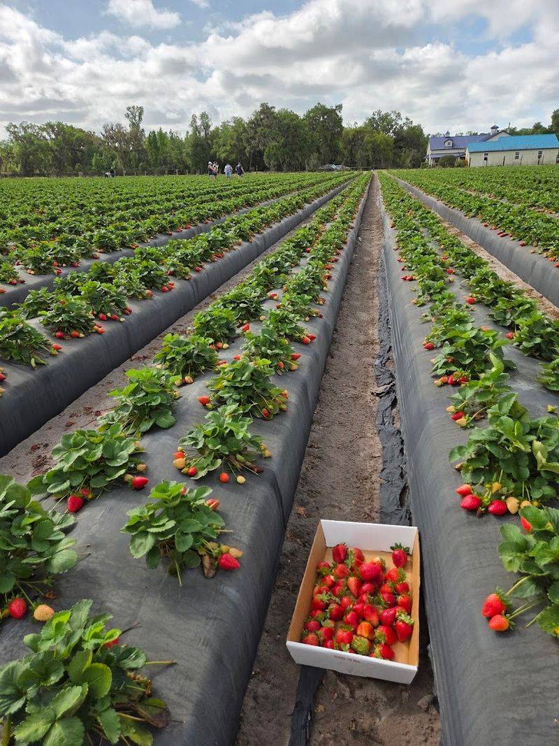 Hand-Picking Sweet Strawberries Together in Sunny Fields