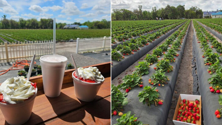 Couples Keep Planning Spring Weekend Stops At This Charming Florida Farm
