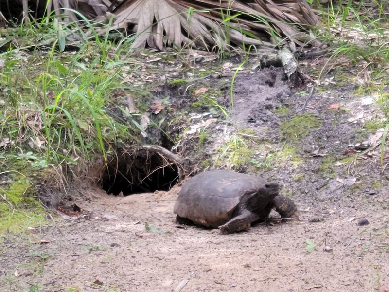 Wildlife Encounters in a Quiet Wilderness