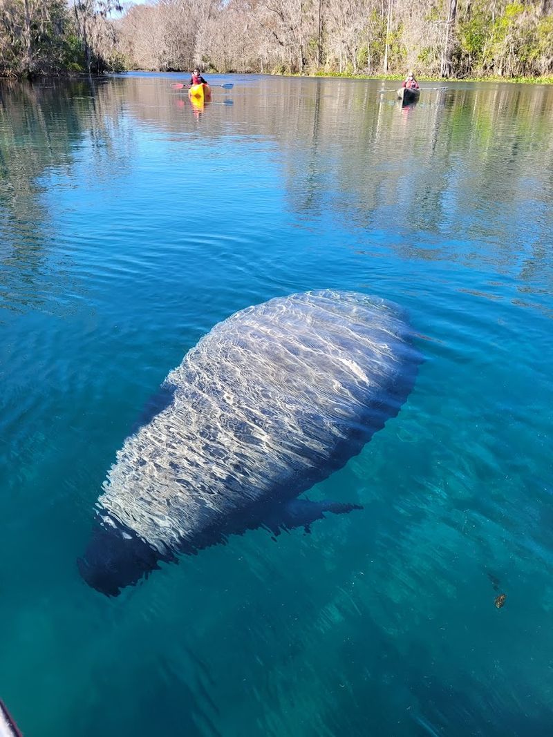 Manatee Encounters Create Unforgettable Moments