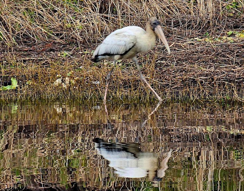 Fisheating Creek Wildlife Management Area