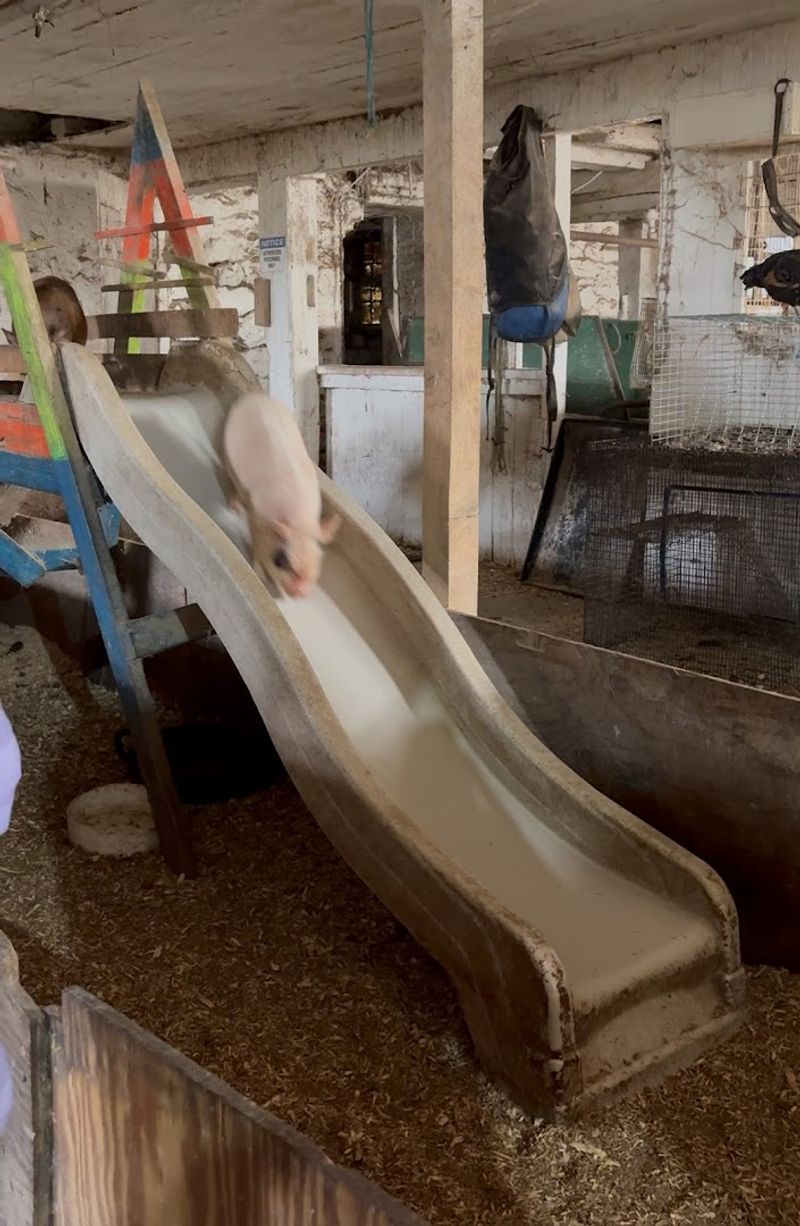 The Famous Pig Slide Show