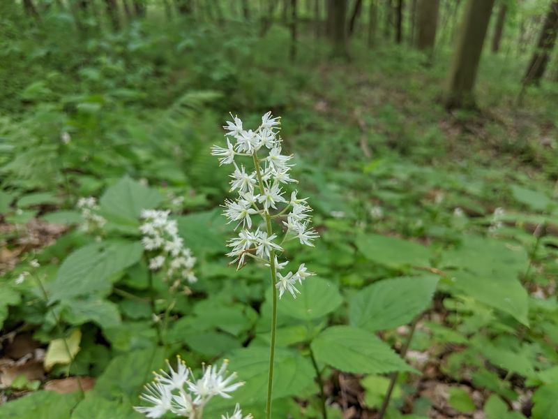 Tar Hollow State Forest Hiking Trails 