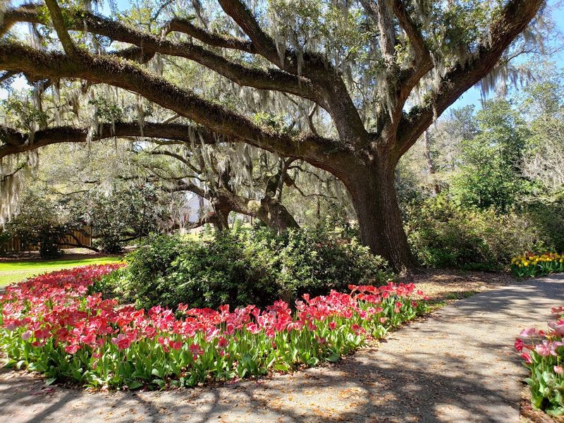 Airlie Gardens - Wilmington