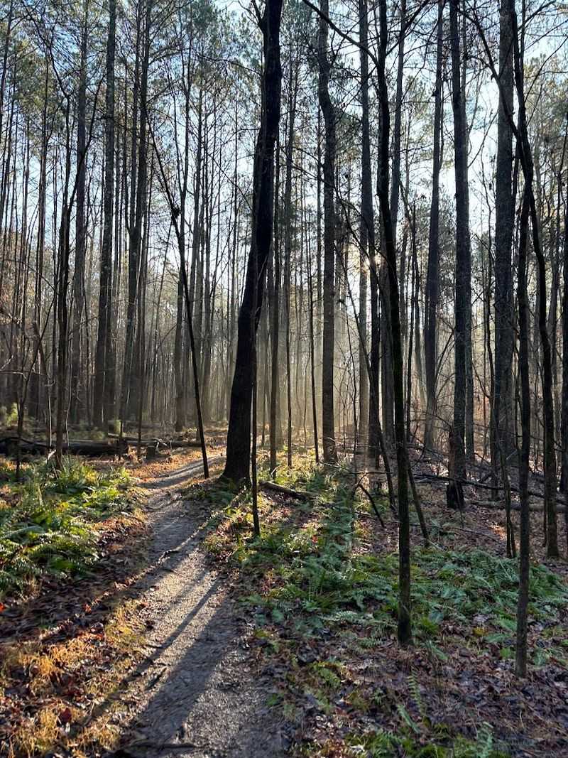 Carolina North Forest Trails