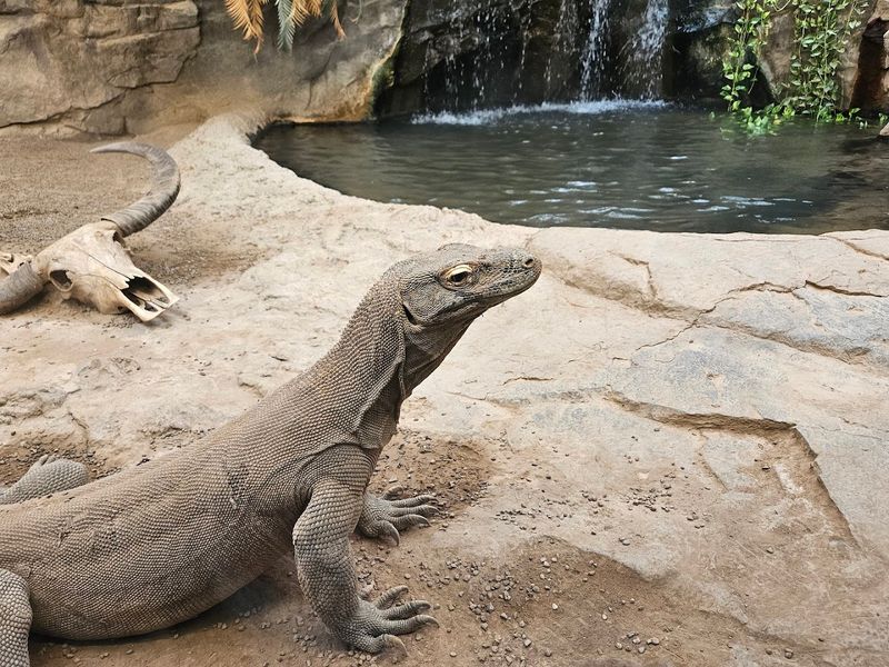 Clyde Peeling's Reptiland