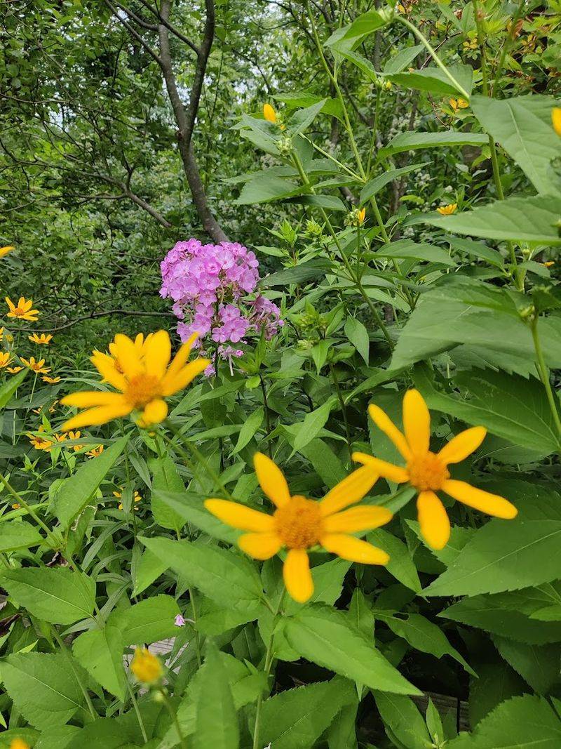 Hawk Mountain Sanctuary (Kempton)