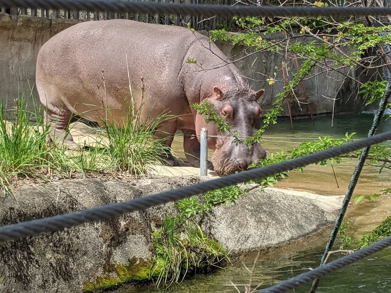 Entering the Hippoquarium