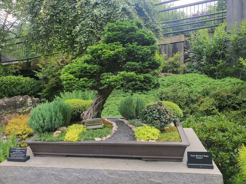 North Carolina Arboretum Bonsai Collection