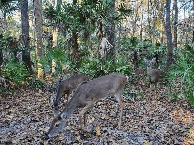 Manatee Springs State Park – Chiefland