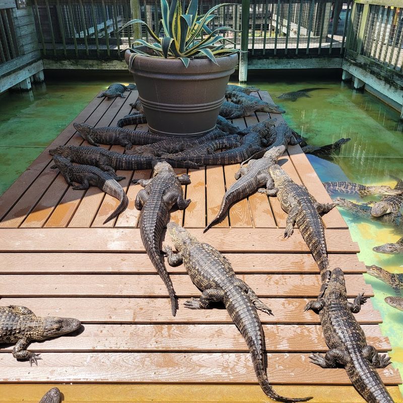 Gatorland