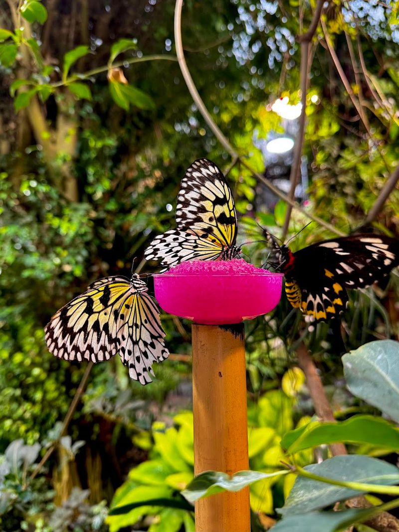 Magic Wings Butterfly Conservatory (South Deerfield)