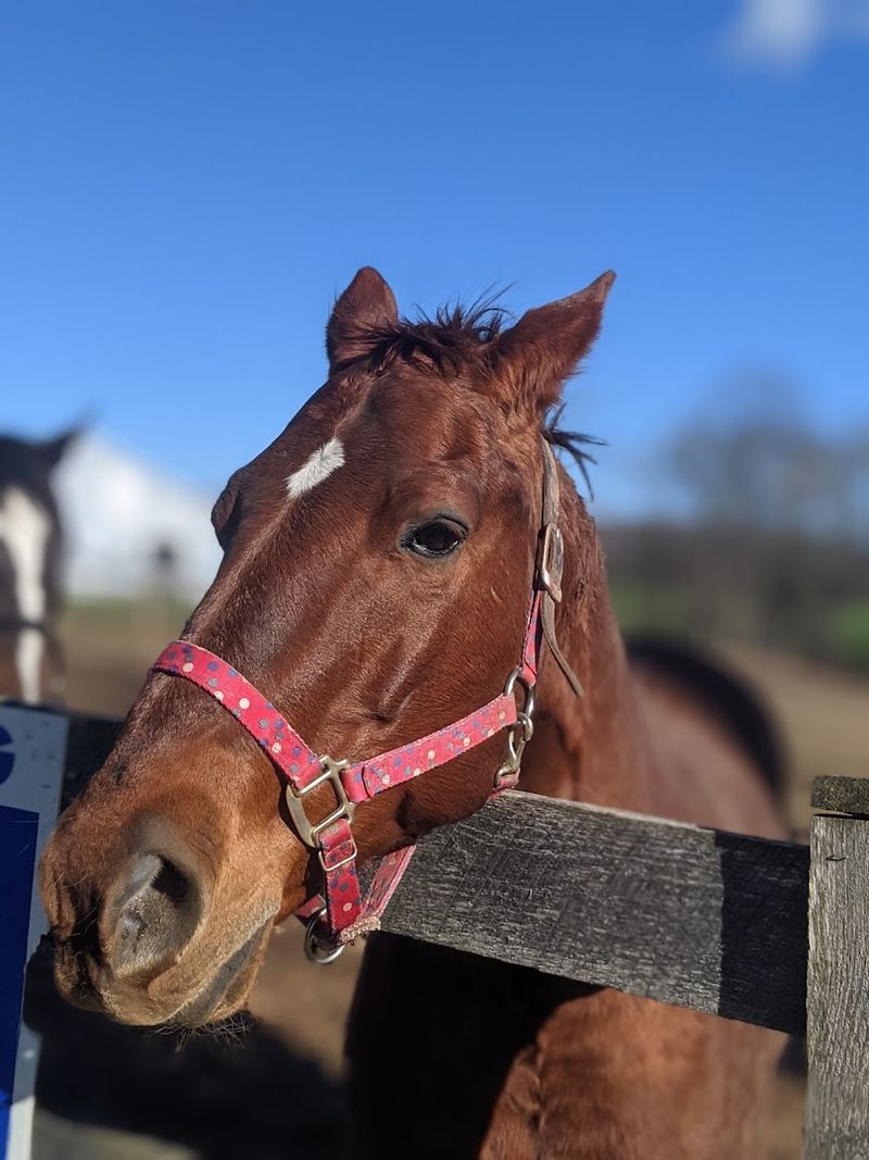 Ryerss Farm for Aged Equines