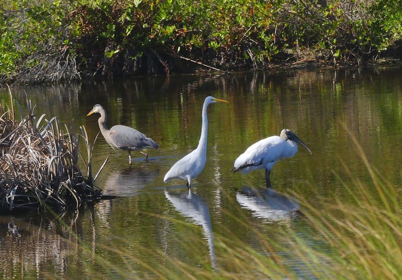 Perico Preserve