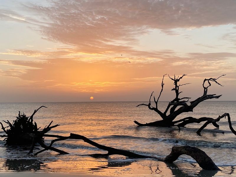 Driftwood Beach, Glynn County